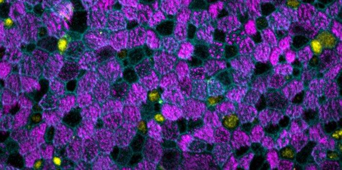 Scientists start growing lung tissue in the lab