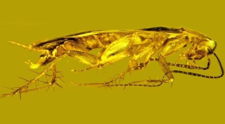 Учёные нашли тараканьи сперматозоиды возрастом 25-30 млн лет