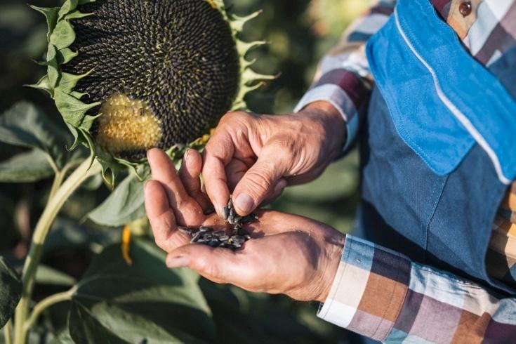 Назван неожиданный эффект семечек для здоровья печени
