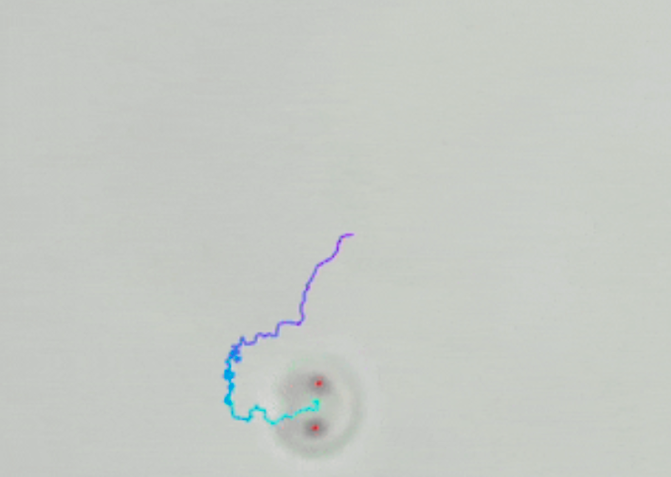 Меньше человеческой клетки: создан микродрон, управляемый светом