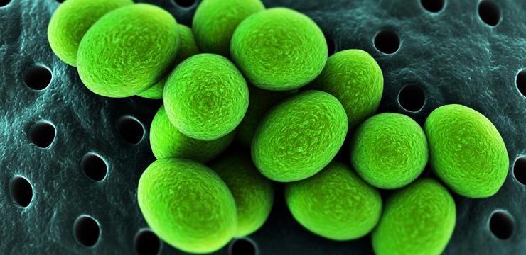 Почему микробам стоит давать немного металлов