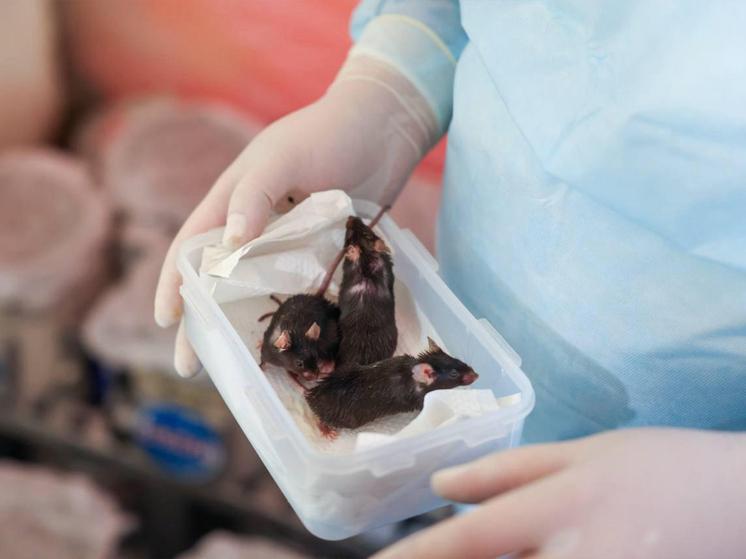 Вернувшиеся космомыши