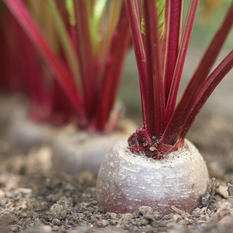 Свекольный сок оказался способен снизить давление