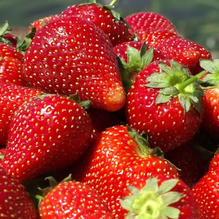 Как выбрать не напичканную химикатами клубнику