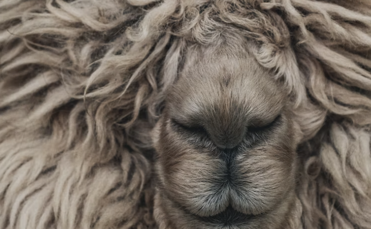 С фермы похитили овцу-мутанта