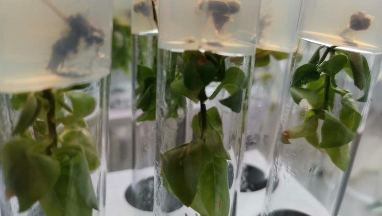 "Запуск назначен на 9 августа": Россия планирует вырастить сирень в космосе