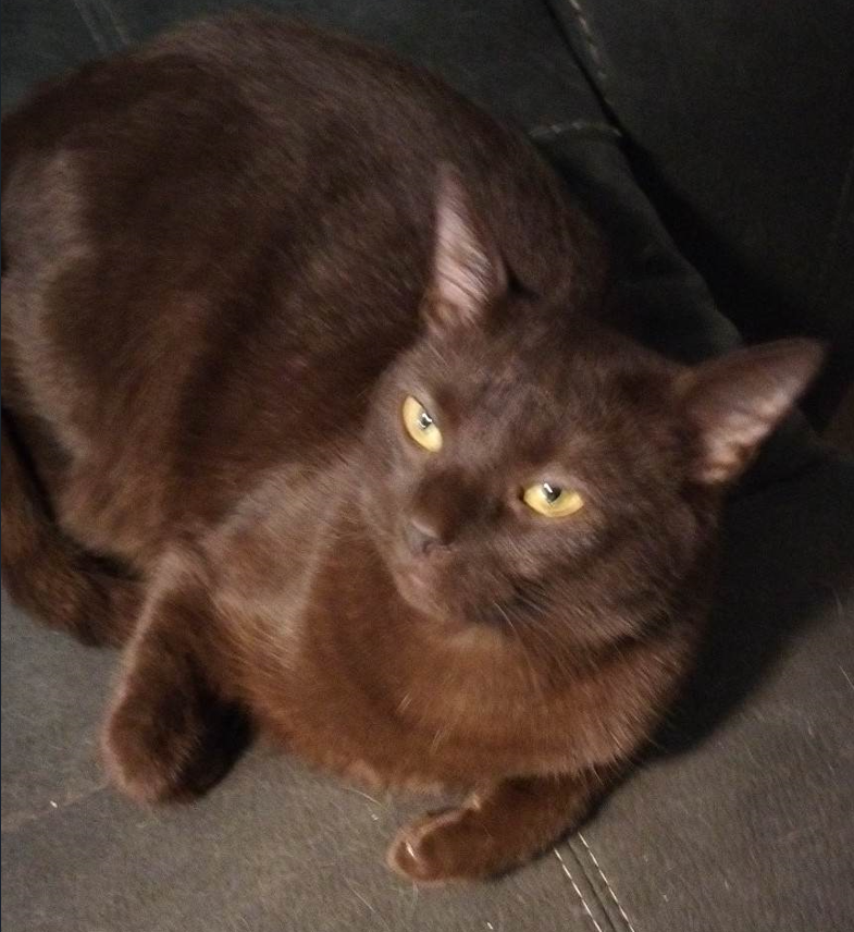 Кошки этих пород – самые умные