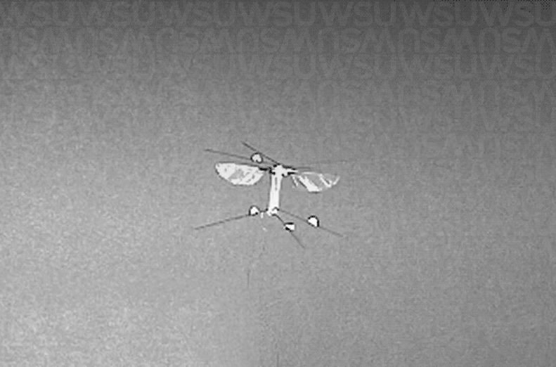 Инженеры собрали робопчелу, которая может... крутиться