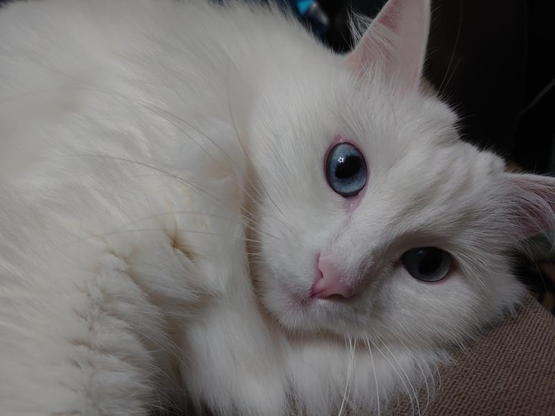 3dff4492a60e7204793937a5f293f499080629cc