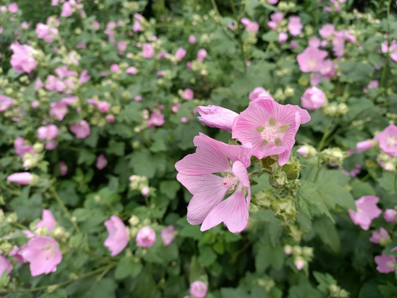 a20f52a9df4677f6e1192a7f11e8e0f88967963a