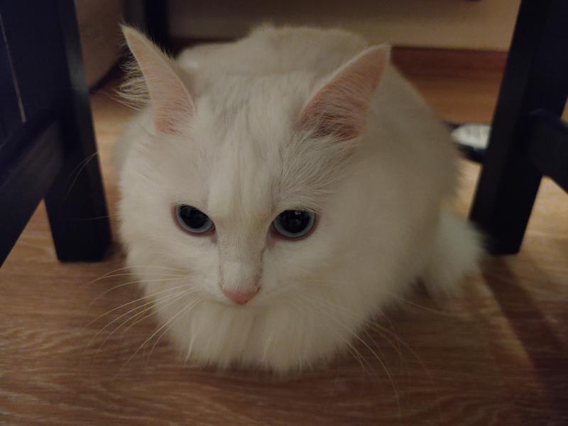 2e6efa35566bc8a43c597dd5afb9fff3bfa33c11