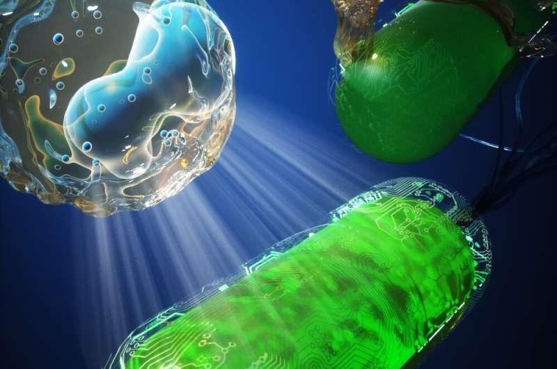 Учёные научились защищать от иммунных клеток бактерии, убивающие раковые клетки