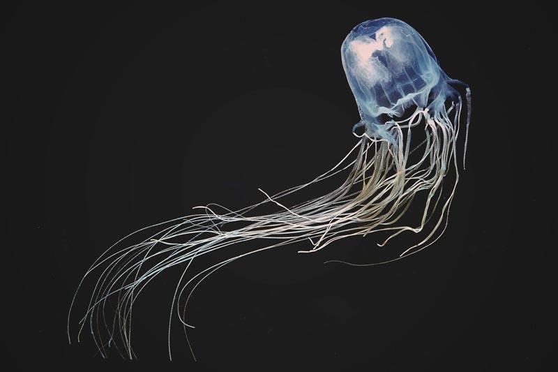 У берегов Австралии обнаружили новый вид опасных для человека медуз