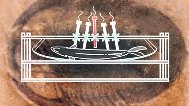 Зачем ученые 70 дней наблюдали за гниением рыбы