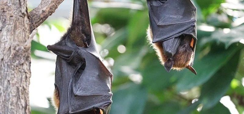 В Сочи у летучих мышей нашли вирусы, похожие на ковид. Опасно ли это для людей?