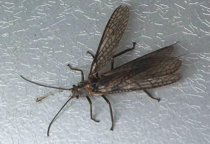 Альпийские ледники начали таять с огромной скоростью. Учёные рассказали, чем это грозит