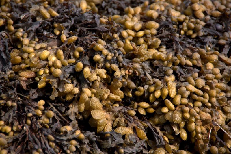 Из водорослей научились быстро получать антиоксиданты