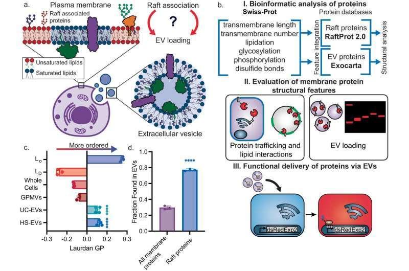 Ученые нашли новый способ доставки лекарств к больным клеткам