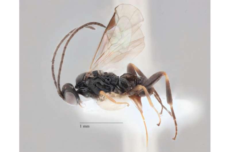В Австралии найден новый вид ос-паразитов