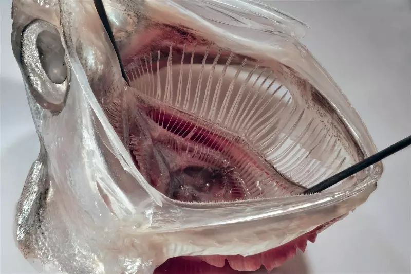 Анчоусы помогут задерживать микропластик в стиральных машинах