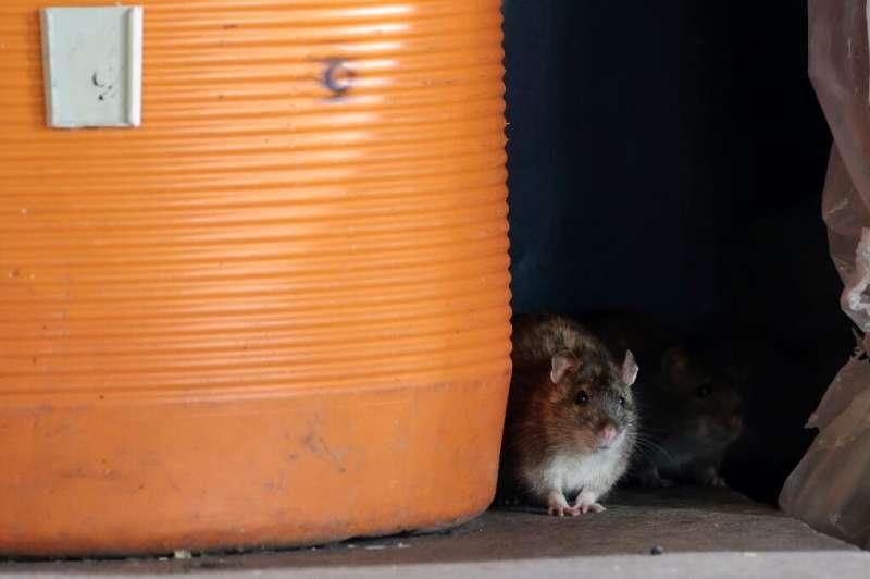 Найден способ воскресить крыс, живших 120 лет назад