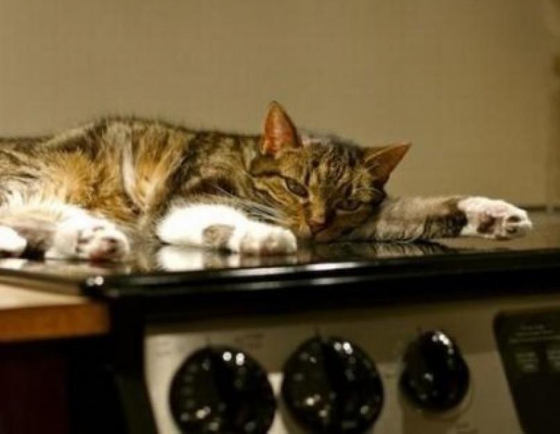 В Южной Корее кошки стали причиной массовых пожаров