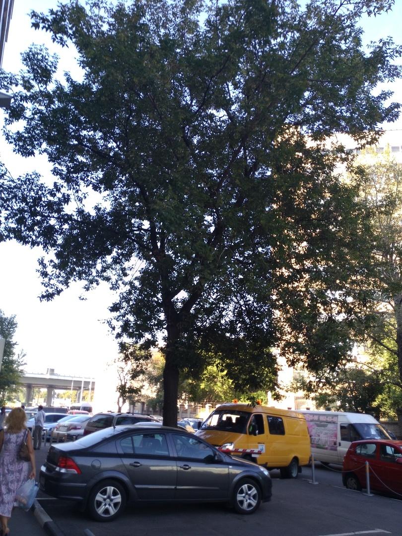 Пример съемки на камеру ASUS Padfone Infinity