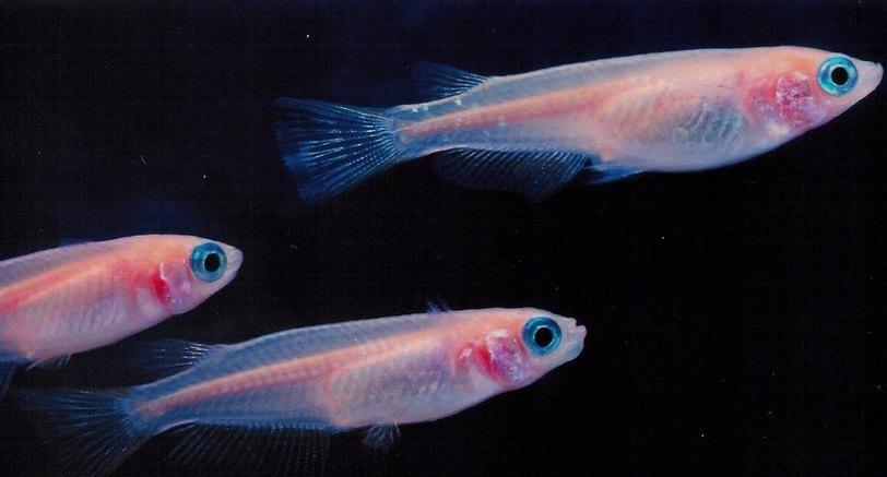 4d393e972fc3a6cf8de8992f95514c96daf149c9