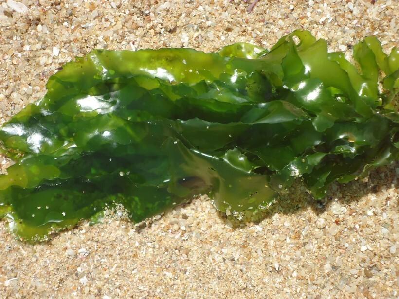 Учёные научились получать электричество из морских водорослей