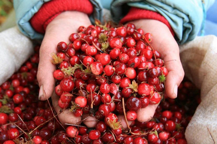 Клюква оказалась эффективной защитой от инсульта
