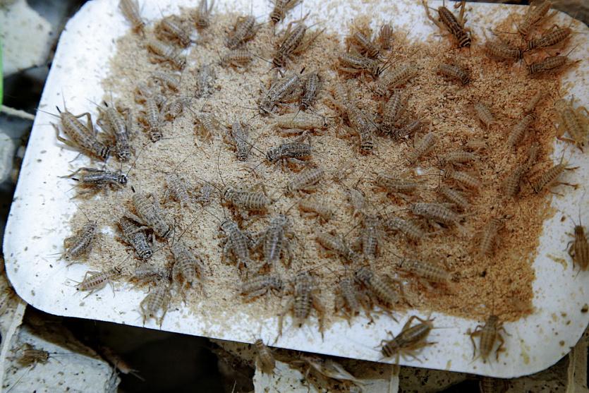 Искусственное мясо и альтернативный белок: есть ли у России план на случай всемирного голода