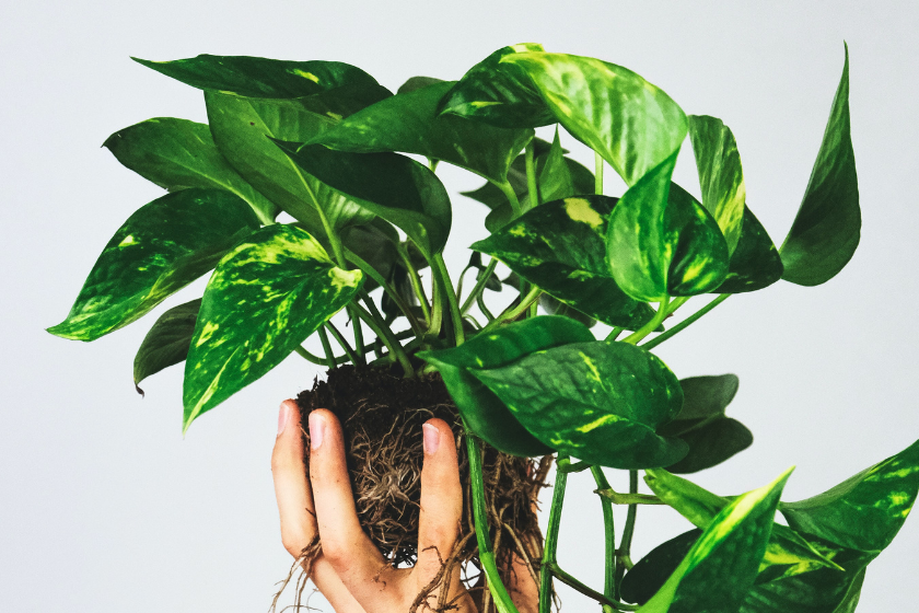 Учёные создали комнатное растение для очищения воздуха в помещении