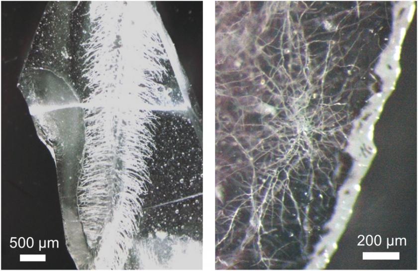 Учёные вырастили корни в «стекле». Спасибо грибам