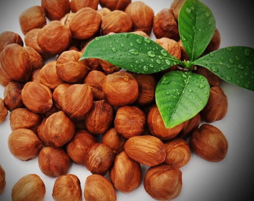 Врач назвал фундук средством от атеросклероза