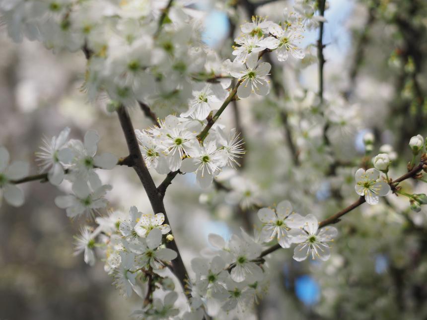 Olympus PEN-F, 40 мм, ISO 320, F2.8, 1/100 c