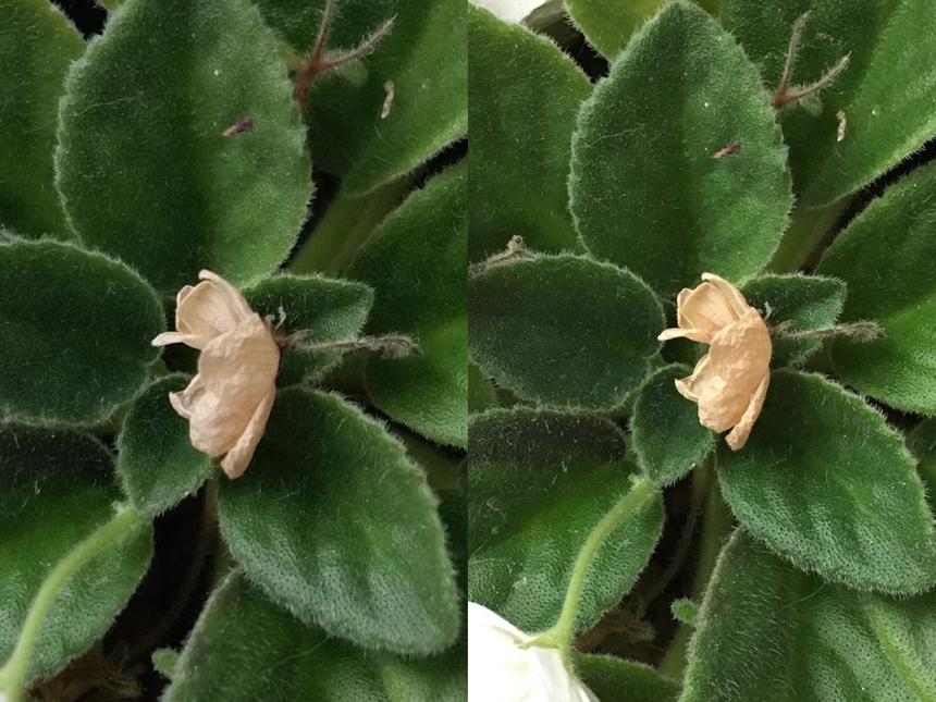 DxO One (слева) и iPhone 6S