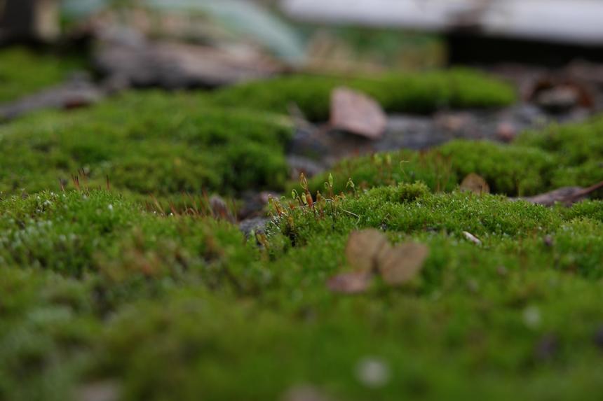 Samsung NX500, ISO 200, 34 мм, f/6.3, 1/100 c