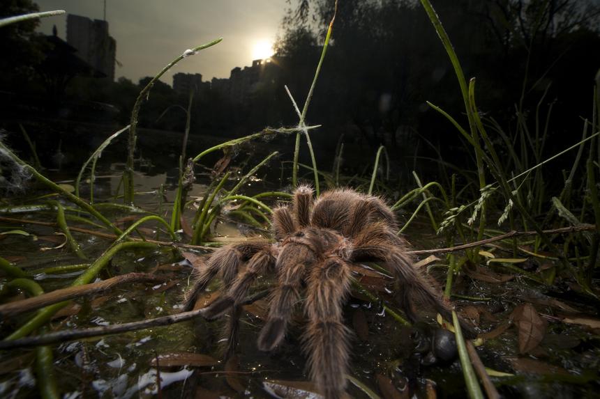 Пример съемки объективом Venus Laowa 15mm F4