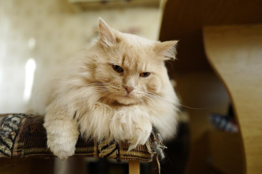 Leica Q, ISO 2500, F2.0, 1/60 c