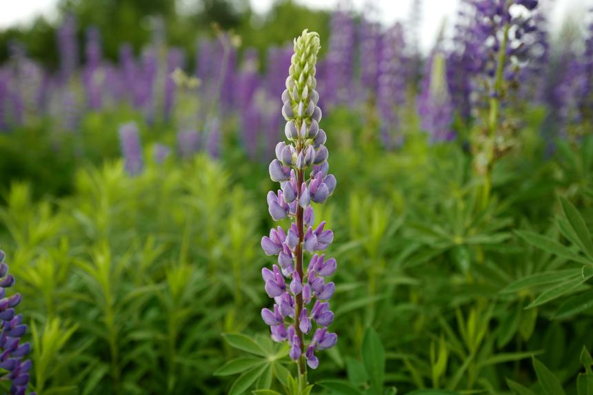 Leica Q, ISO 100, F2.8, 1/160 c