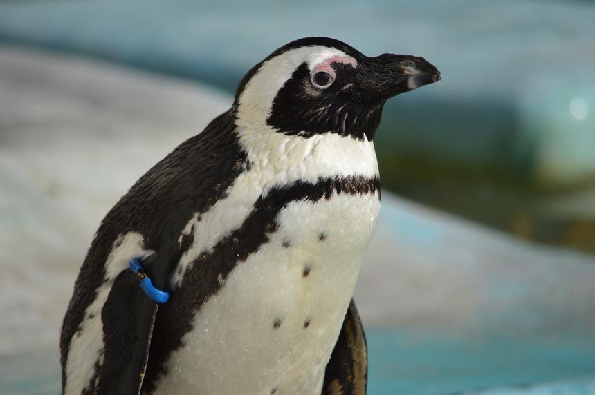 Nikon D3200, ISO 200, 300 мм, f/5.6, 1/1600 c