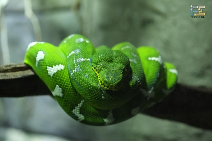 ISO 6400, f/2.8, 60 мм, 1/250 с