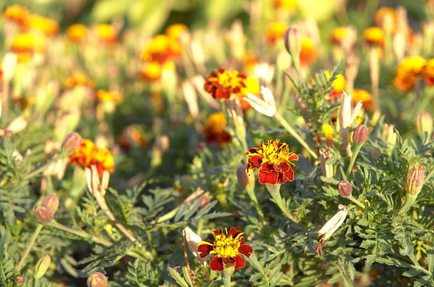 Leica T, 51,5 мм, ISO 160, f/5.5, 1/125 c