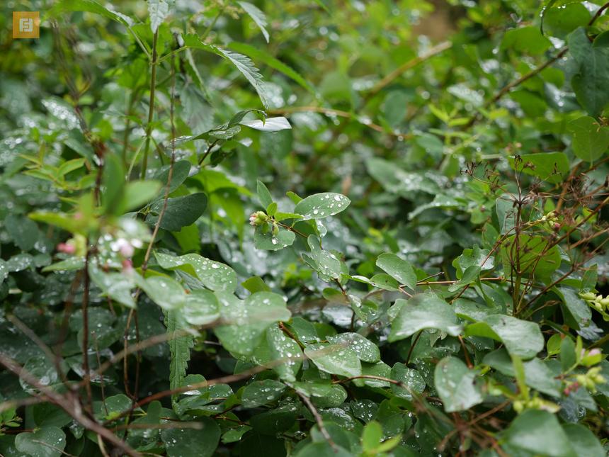 Panasonic Lumix GH3, ISO 200, 52 мм F2.8, 1/125 c