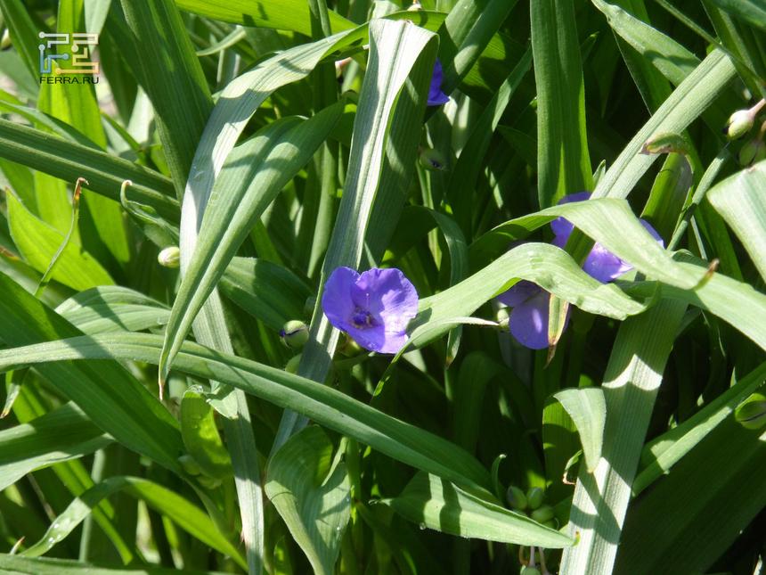 Samsung WB150F, ЭФР 173 мм, f/4,5, 1/250 c, ISO 100