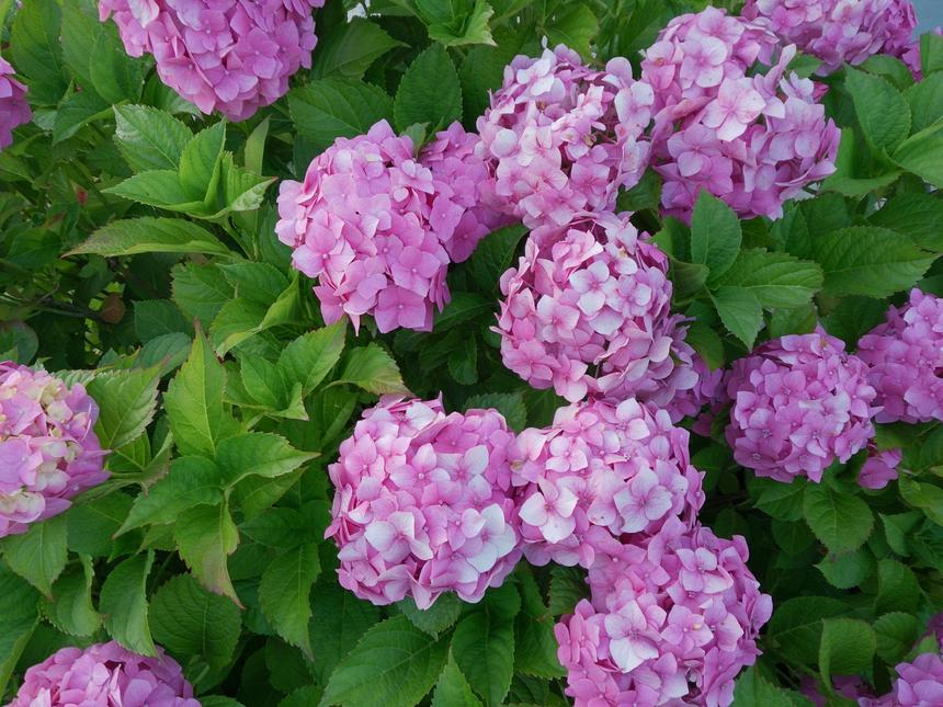 Приз зрительских симпатий. Обзор смартфона Sony Xperia ZR