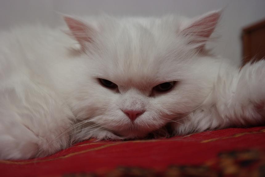 Samsung NX300, ISO400, 18 мм F3.5, 1/20 с