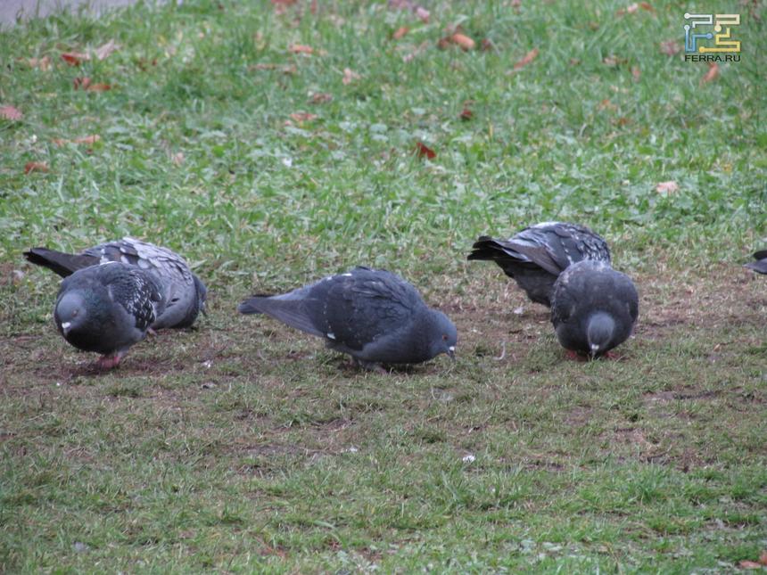 ЭФР 553 мм, f/5,6, 1/80 c, ISO 400