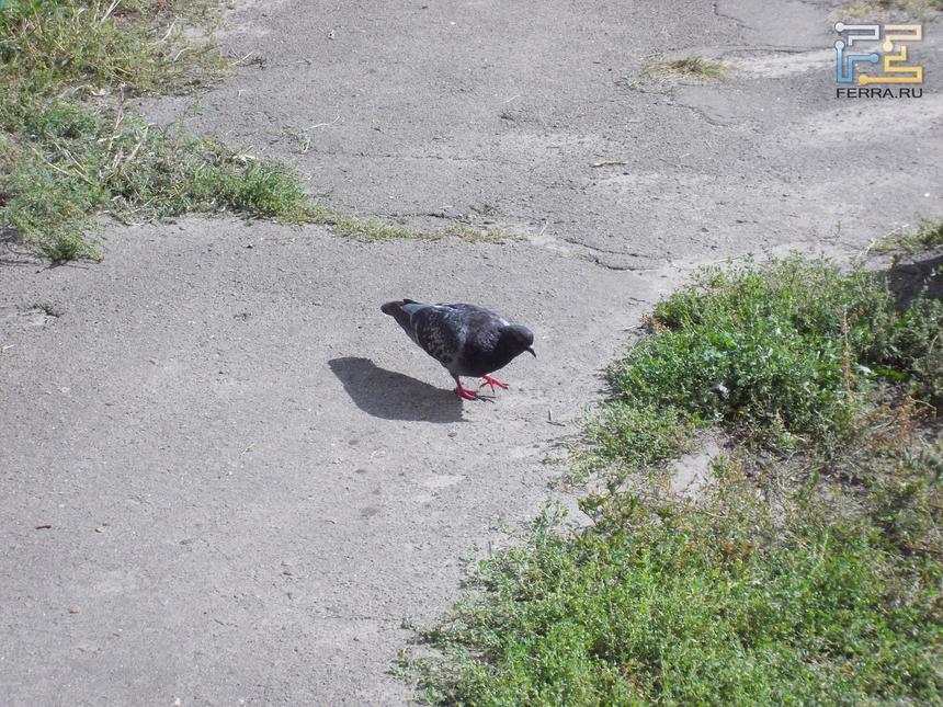 Nikon Coolpix S30, 12.3 мм, f/5,9, 1/500 c, ISO 250