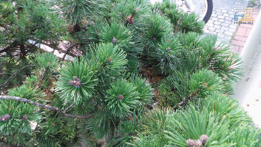 Samsung Galaxy Camera, ISO 200, ЭФР 23 мм, f/2.8, 1/250 c